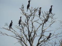Nannopterum brasilianum