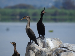 Nannopterum brasilianum