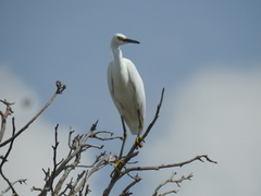 Egretta thula
