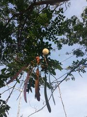 Leucaena lanceolata