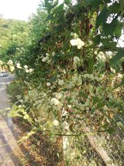 Antigonon flavescens