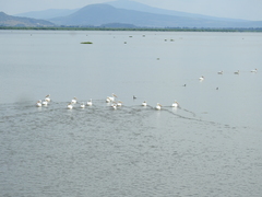 Pelecanus erythrorhynchos