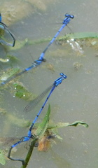 Enallagma semicirculare