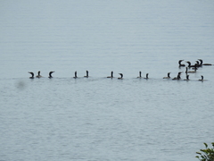 Nannopterum brasilianum