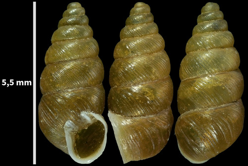 Chondrina ricotensis