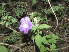 Ruellia lanatoglandulosa