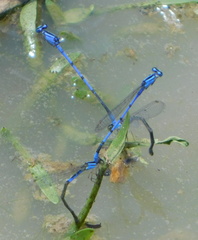 Enallagma semicirculare