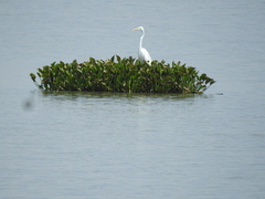 Ardea alba