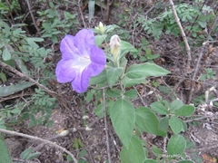 Ruellia lanatoglandulosa