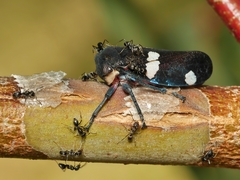 Eurymela distincta