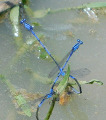 Enallagma semicirculare