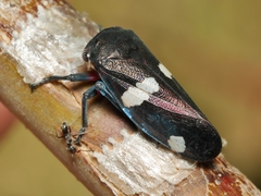 Eurymela distincta