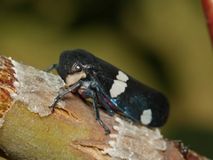 Eurymela distincta