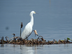 Egretta thula