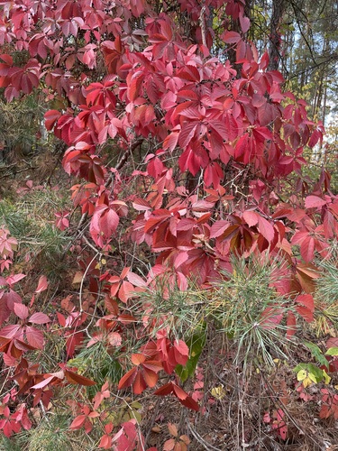 Parthenocissus inserta