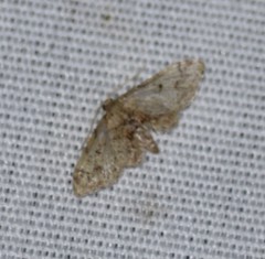 Idaea pervertipennis