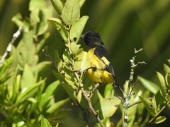 Spinus xanthogastrus