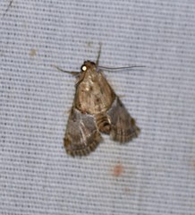 Cacozelia elegans