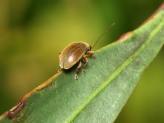 Edusella perplexa