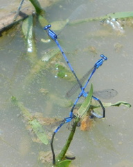 Enallagma semicirculare