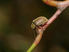 Edusella perplexa