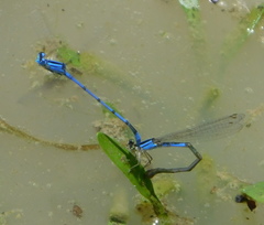 Enallagma semicirculare