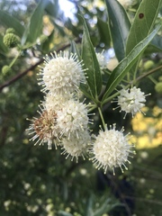 Cephalanthus glabratus