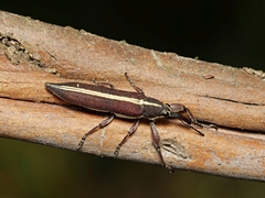 Rhinotia suturalis