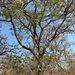 Acacia goetzei