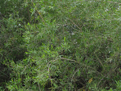 Alchornea castaneifolia