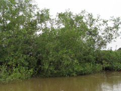 Alchornea castaneifolia