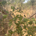 Acacia goetzei