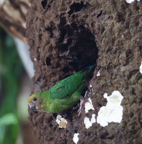 Micropsitta keiensis observed 2025-09-21