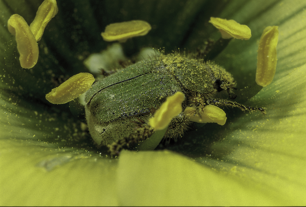 Monkey Bee Insect Monkey Beetles from West Coast District Municipality, South Africa on ...