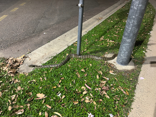 Coastal Carpet Python sighting