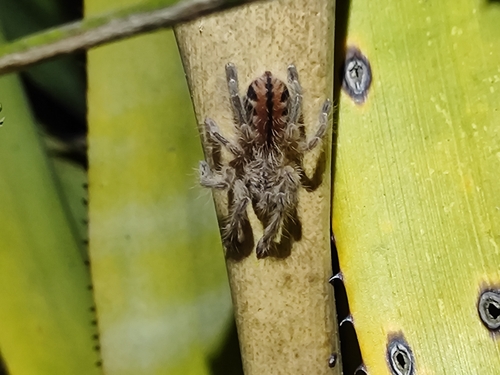 Iridopelma katiae