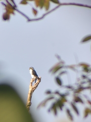 Microhierax melanoleucos