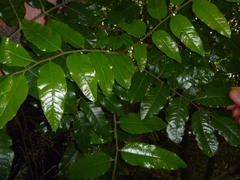 Alectryon excelsus excelsus