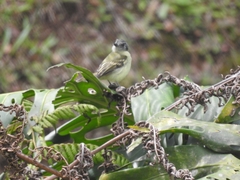 Leptopogon superciliaris