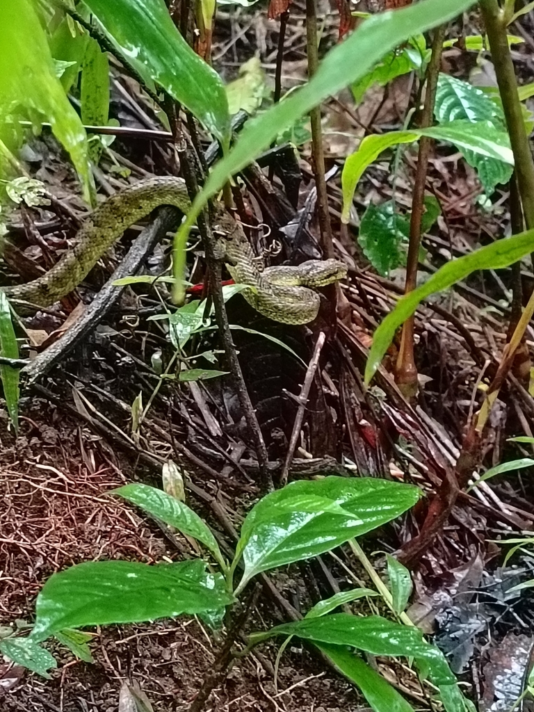 Hetfield’s bush viper