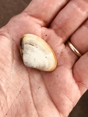 Mactrotoma californica