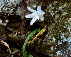 Dendrobium moniliforme