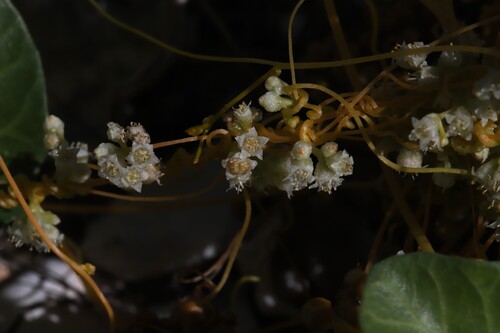 Cuscuta chinensis iNat (1)