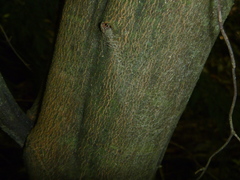 Alectryon excelsus excelsus