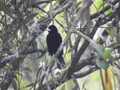 Ramphocelus flammigerus flammigerus