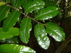 Alectryon excelsus excelsus