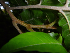 Alectryon excelsus excelsus