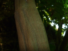 Alectryon excelsus excelsus