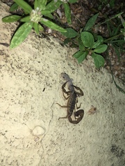 Centruroides elegans