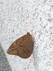 Opsiphanes boisduvallii